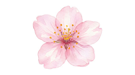 Obraz premium Beautiful watercolor illustration of a single delicate pink cherry blossom flower isolated on white background.