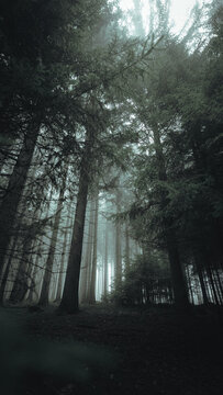 View of a dense, misty forest with tall pine trees and soft, diffused light filtering through the canopy in the Czech Republic.