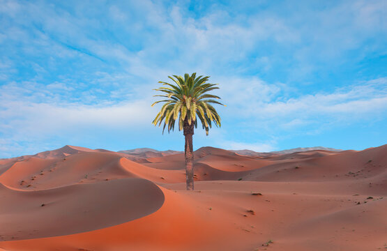 Beautiful desert landscape with sand dunes and one lonely palm - Morocco, Sahara, Merzouga. 
