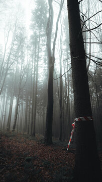 View of a foggy forest with tall trees and red and white caution tape wrapped around a tree trunk in the Czech Republic.