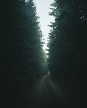 View of a dirt path winding through a dense, misty coniferous forest with tall dark pine trees and moody lighting in Czech Republic.