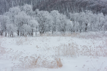 Fototapeta premium 北海道 美瑛富良野の厳冬期 早朝に霧氷した美しい木々の雪景色