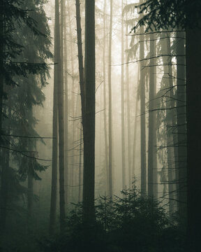 View of a dense forest with tall trees shrouded in thick morning mist and soft diffused light, Czech Republic.