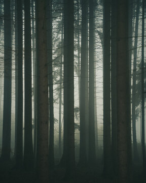 View of tall pine trees in a dense, foggy forest in CZ.