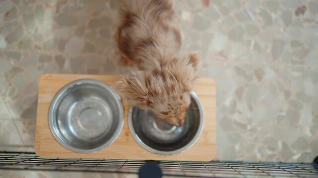 Puppy drinking water from a metal bowl on a wooden stand, indoors on a tiled floor.