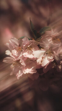 View of delicate pink cherry blossoms in bloom during spring in Svitavy, CZ.