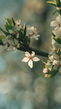 View of delicate white cherry blossoms blooming on a branch with soft natural light and a blurred background in Svitavy, CZ.