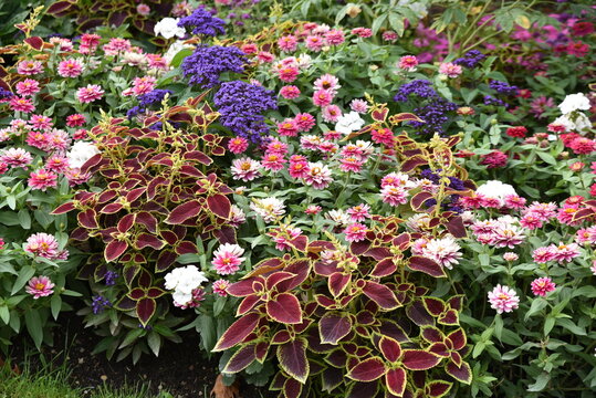 Plate-bande fleurie en &eacute;t&eacute;