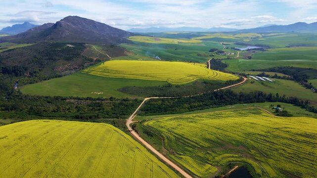 Drone shot of a rural dirt road through canola fields with mountains in the Overberg region of South Africa