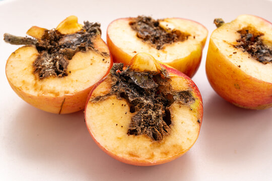 Homegrown organic Red Devil apple halves showing internal rot and fungal decay macro detail
