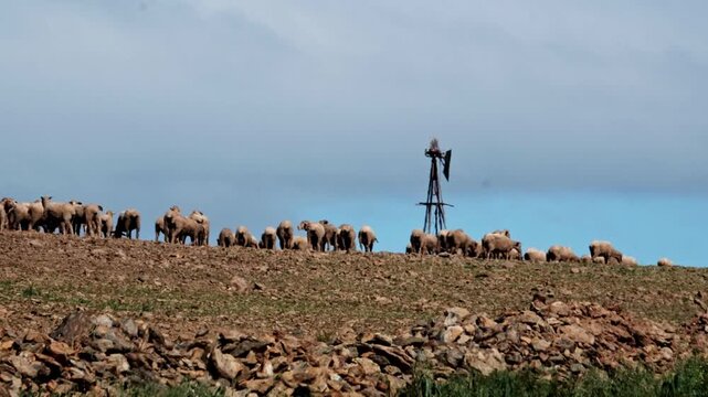 Sheep in a rocky landscape near a wind pump in the Overberg of South Africa