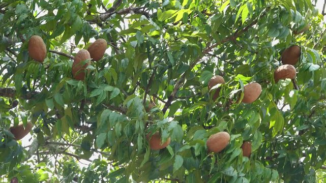 Honduras mahogany (Swietenia macrophylla). A plant naturalized in Thailand. The wood of this tree belongs to the real mahogany varieties.