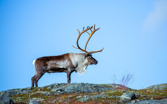 View of a reindeer with large antlers standing on rocky, mossy terrain under a clear blue sky in Valldal, More og Romsdal, Norway.