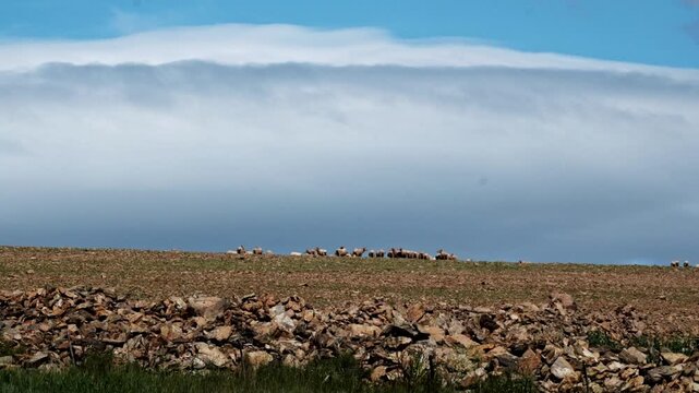 Sheep on a field with a dramatic sky in the Western Cape of South Africa