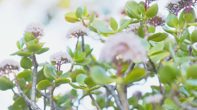 A rack focus shot reveals a delicate cluster of small white jade plant blossoms atop thick succulent leaves and reddish stems, transitioning sharpness from soft blur to crisp detail against dreamy BG.