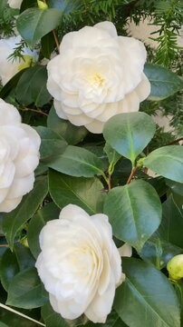 Blooming camellia flowers in a garden captured in vertical format