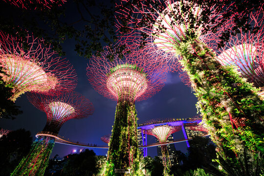 View of the illuminated Supertree Grove at Gardens by the Bay at night, featuring towering vertical gardens with vibrant pink and purple lighting in Singapore, Singapore.