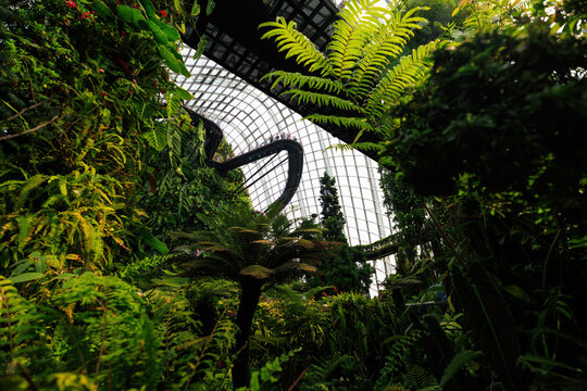 View of the lush tropical greenery and ferns inside the Cloud Forest dome at Gardens by the Bay with an elevated walkway visible under the glass structure in Singapore, Singapore.