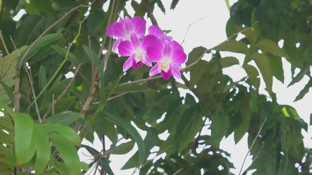 Aerial plants. Different types of epiphytes, from ferns to flowering plants, cover the trunks of trees on the coast of the Andaman Sea. Thailan. Orchid are the best delicate and graceful Dendrobium