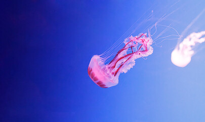 Minimalist pink medusa banner on blue gradient background © Minakryn Ruslan 