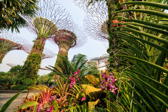 View of Gardens by the Bay with its iconic Supertree Grove structures, lush tropical foliage, vibrant orchids, and modern architectural elements in Singapore, Singapore.