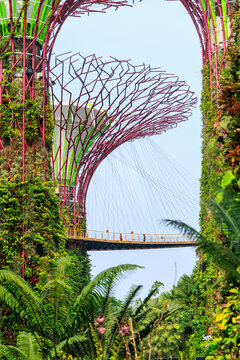 View of the Supertree Grove at Gardens by the Bay with people walking on the elevated OCBC Skyway, surrounded by lush vertical gardens and futuristic metal structures in Singapore, Singapore.