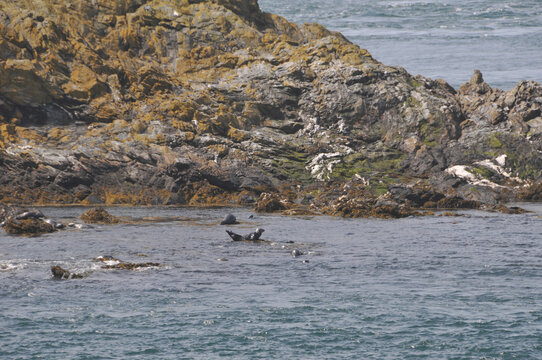 Robbe vor der Calf of Man