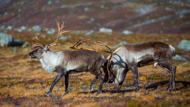 View of two reindeer fight in the tundra landscape of Veslelangdalen in Valldal, More og Romsdal, Norway.