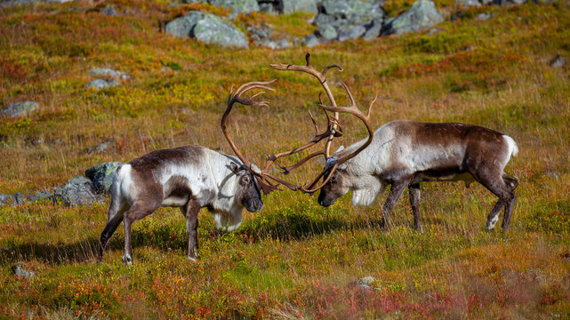 View of two reindeer with large antlers facing each other in the grassy, rocky landscape of Veslelangdalen, Valldal, More og Romsdal, Norway.