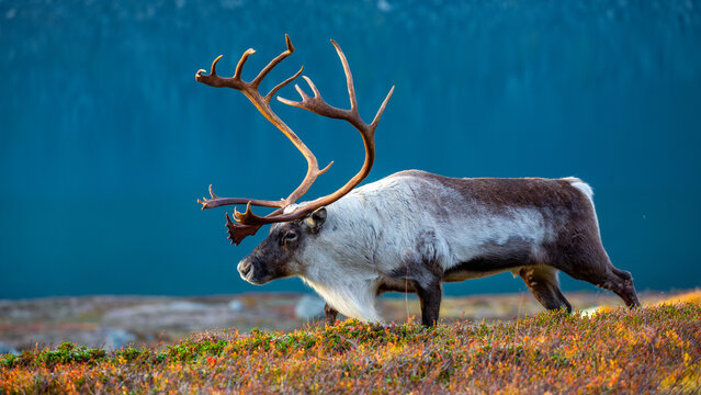 View of a reindeer with large antlers walking across the colorful tundra landscape of Veslelangdalen, Valldal, More og Romsdal, Norway.