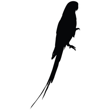parakeet silhouette budgerigar parrot black bird silhouette tropical pet isolated on transparent background
