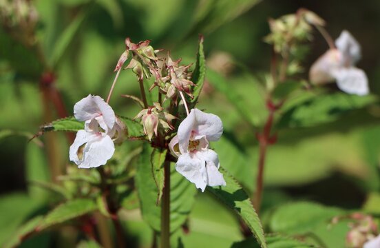Impatiens glandulifera (Himalayan balsam) wild invasive plant