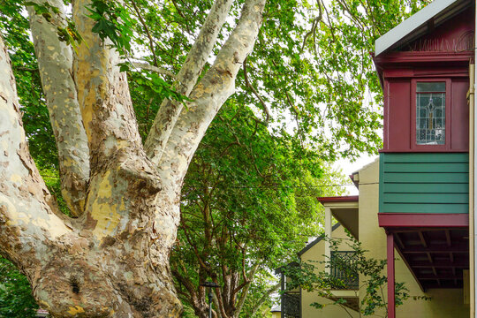 Plane tree growing beside historic Victorian terrace house in Surry Hills Sydney