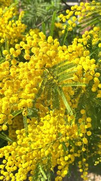 Mimosa flowers bloom bright in a sunny garden with acacia trees showing vibrant colors
