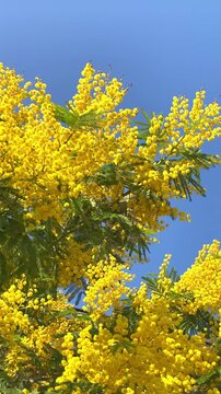 Mimosa flowers bloom high on acacia trees in a bright sky during early spring