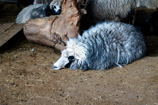 Fluffy sheep resting peacefully on a straw-covered floor inside a rustic farm barn