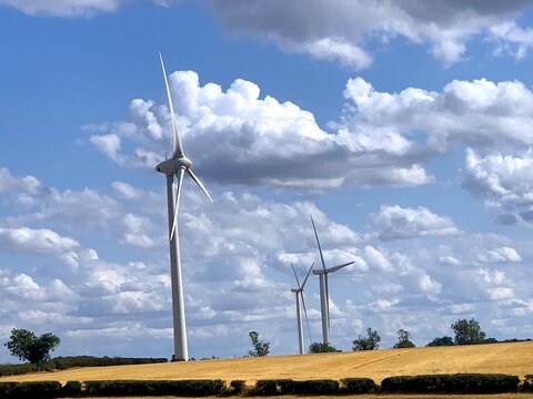 View of Burton Wold wind farm with white wind turbines in a golden wheat field under a bright blue sky with fluffy clouds in Burton Latimer, England, United Kingdom.