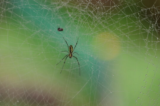 A golden orb-weaver spider on its web
