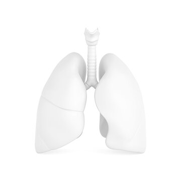 Respiratory Health, Human Anatomy, Pulmonology And Medical Education Concept. White Human Lungs With Trachea On White Background. 3D Rendering