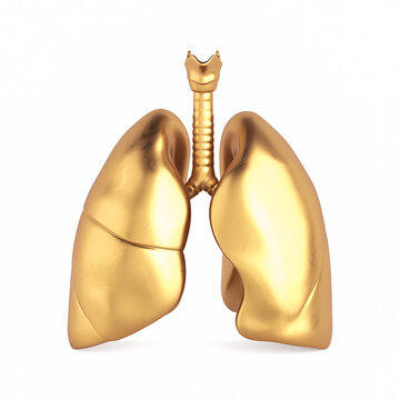 Luxury Healthcare, Respiratory Anatomy, Wellness And Medical Symbolism Concept. Golden Human Lungs With Trachea On White Background. 3D Rendering