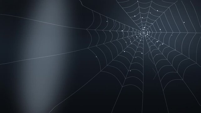 Spider web on dark background. 2d animation