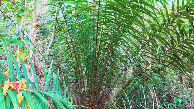 Thorny palm trees in a tropical winter forest. Thailand. Like This prickly palm resembles as Rattan palm