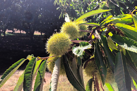 Castanea sativa