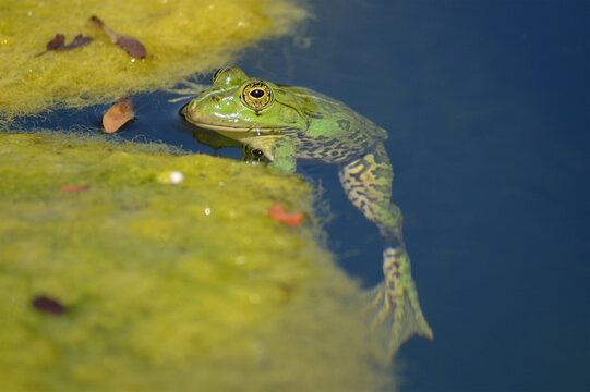 Pelophylax kl. esculentus