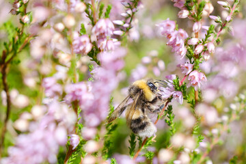 Close-up of a bumblebee collecting nectar and pollen from blooming pink heather, showing natural pollination, biodiversity and an important wild pollinator ecosystem. © Oleksandra