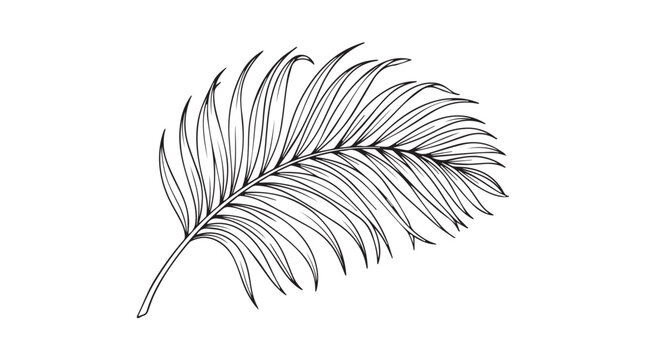 Minimalist palm leaf line art, tropical botanical vector illustration, black and white exotic foliage branch for summer branding