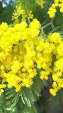 Mimosa blossoms grow on acacia trees in a sunny area during spring season