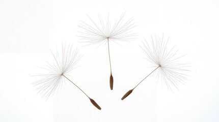 Fototapeta premium Delicate dandelion seed heads floating elegantly in a natural airy composition arranged with precision and soft lighting on white background