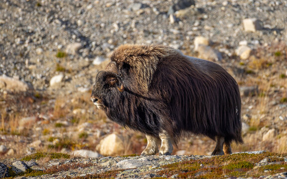 View of a muskox standing on the rocky tundra of Dovrefjell with thick dark fur and curved horns in Dovre, Innlandet, Norway.
