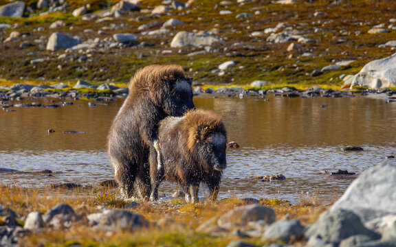View of two muskoxen interacting in a shallow pond surrounded by rocky tundra terrain in Dovre, Innlandet, Norway.